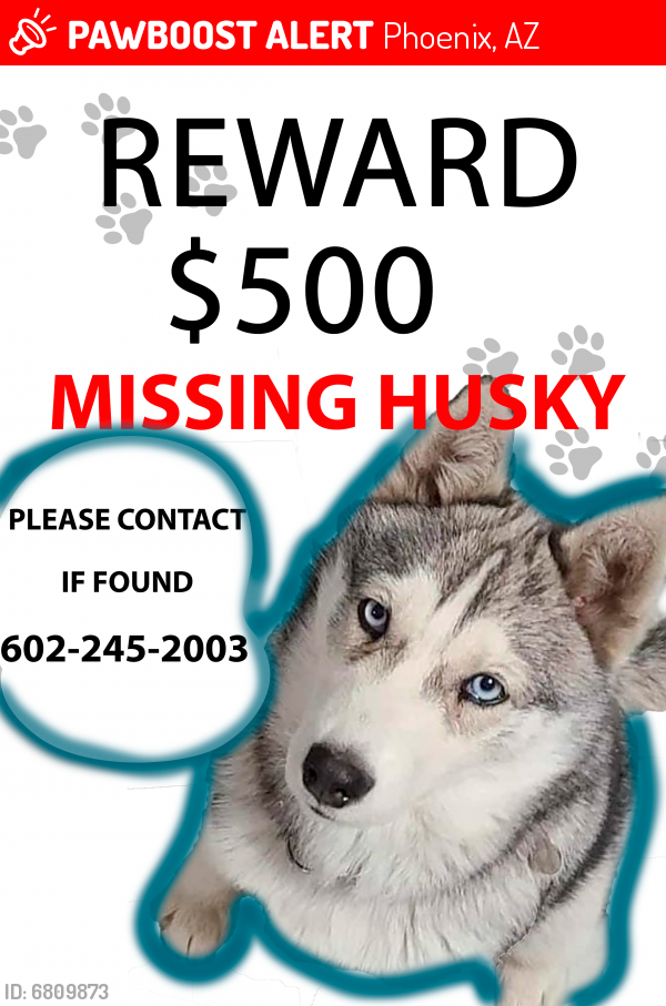 Lost Female Dog last seen Near ave & Roosevelt , Phoenix, AZ 85009