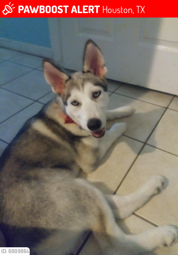 Lost Female Dog last seen Fallbrook dr by Churches Chicken, Houston, TX 77086