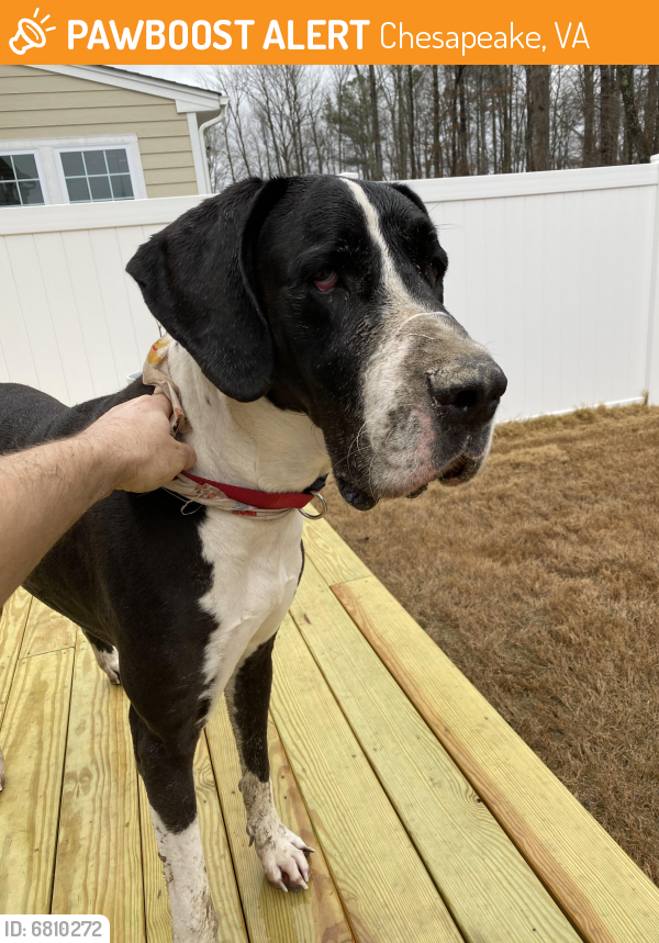 Found/Stray Female Dog last seen Scenic parkway , Chesapeake, VA 23323