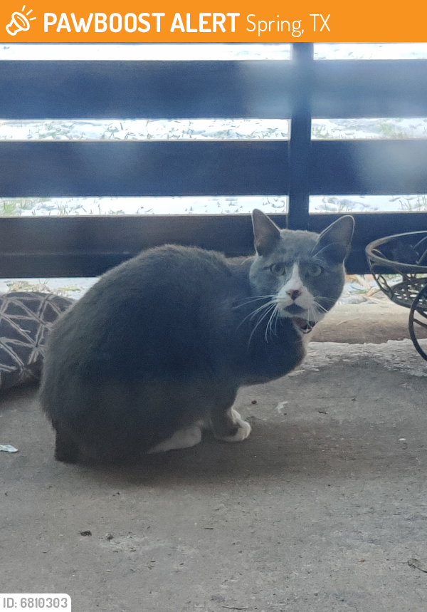 Found/Stray Unknown Cat last seen Kuykendahl and Cypresswood, Spring, TX 77379