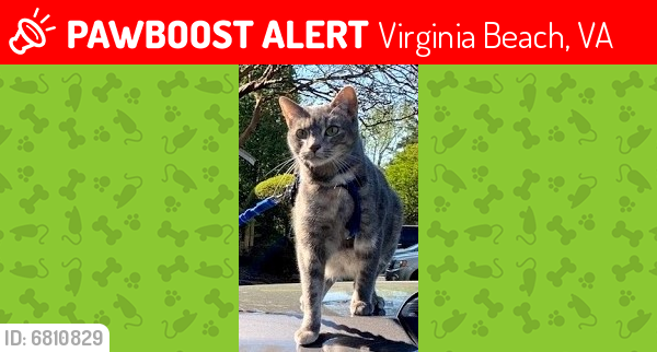 Lost Female Cat last seen 14th and Cypress, Virginia Beach, Virginia Beach, VA 23451