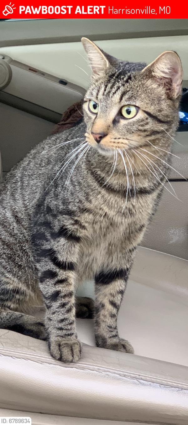 Harrisonville, MO Lost Male Cat, Duke Is Missing PawBoost