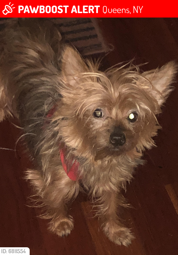 Lost Female Dog last seen 183-11 144th Avenue spring field, my , Queens, NY 11413
