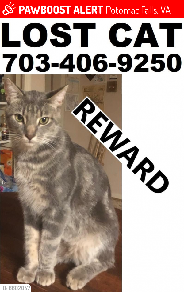 Lost Unknown Cat last seen , Potomac Falls, VA 20165
