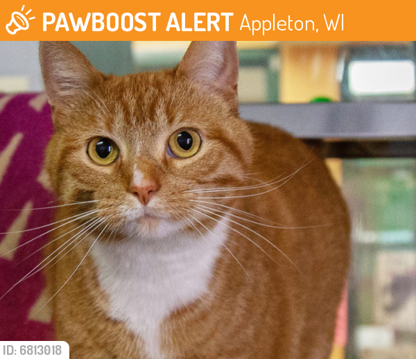 Found/Stray Unknown Cat last seen On Prospect Ave near Butte Des Mets Golf Course, Appleton, WI 54914