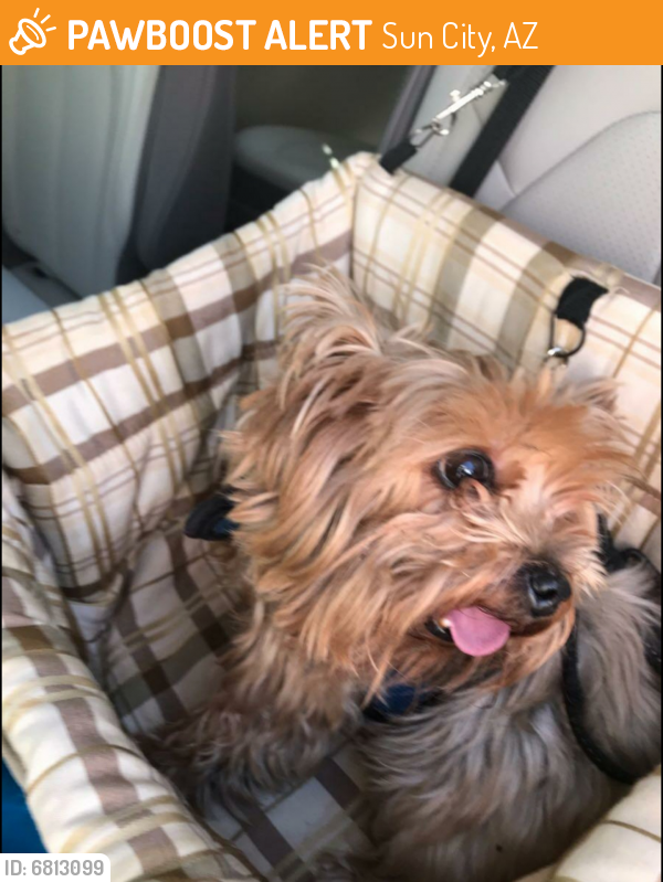 Found/Stray Male Dog last seen Near Sandstone Drive, Sun City, AZ 85351