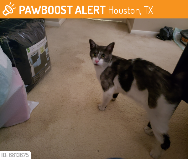 Deceased Female Cat last seen Cross roads and brants way, Houston, TX 77065