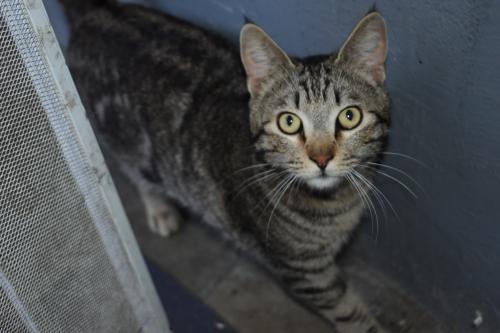 Lost Male Cat last seen Sierra and Baseline, San Bernardino, San Bernardino, CA 92404