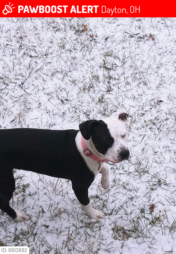 Lost Female Dog last seen Main and Parkwood, Dayton, OH 45415