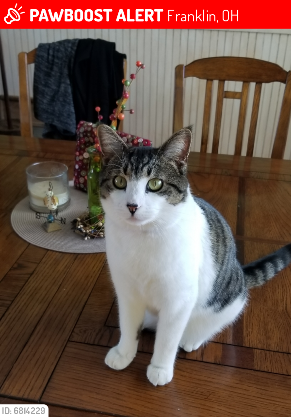 Lost Male Cat last seen Pennyroyal and Vaughn Lane, Franklin, OH 45005