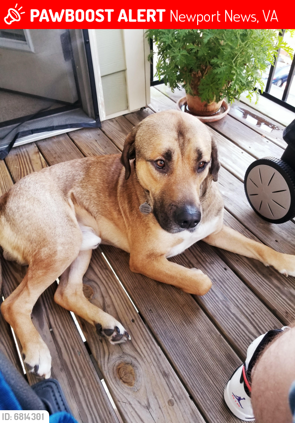 Lost Male Dog last seen 16th and roanoke, Newport News, VA 23607