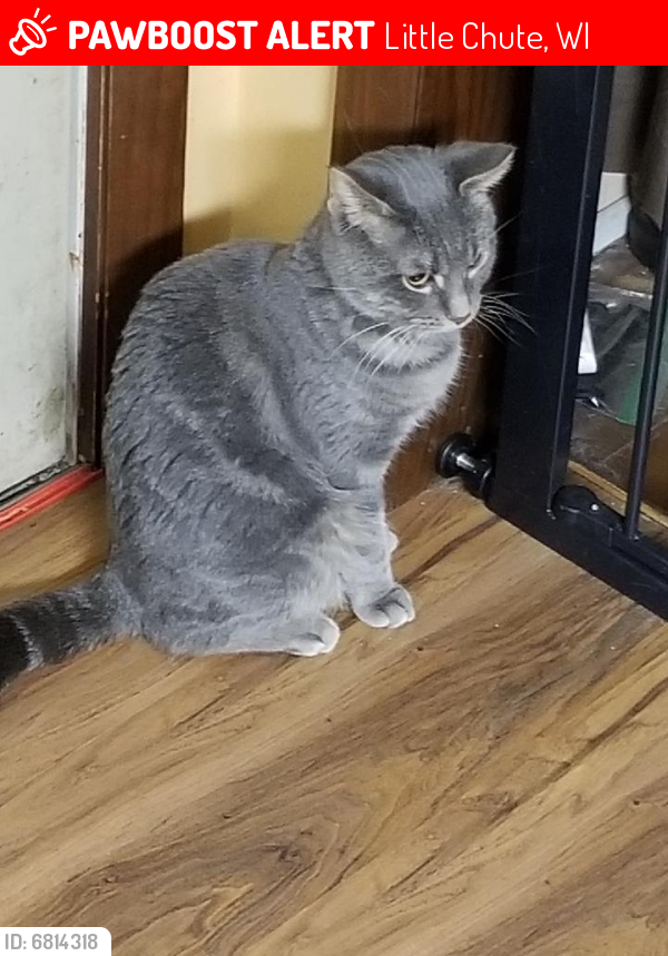 Lost Male Cat last seen Harding and Hoover Ave , Little Chute, WI 54140