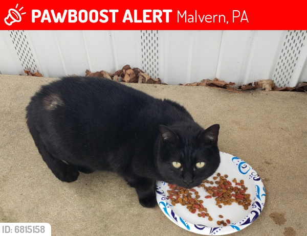 Lost Male Cat last seen Line rd and brookmont dr, Malvern, PA 19355
