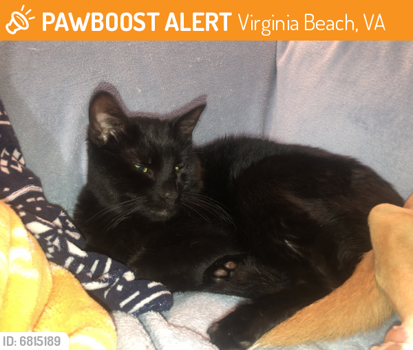 Found/Stray Unknown Cat last seen Independence, Virginia Beach, VA 23462
