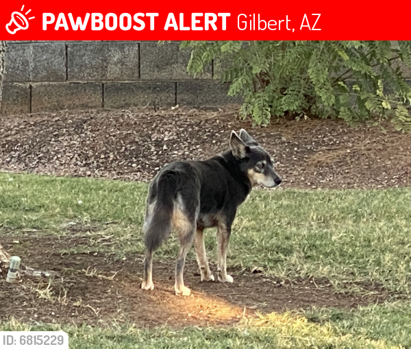 Lost Female Dog last seen Greenfield and Warner, Gilbert, AZ 85296