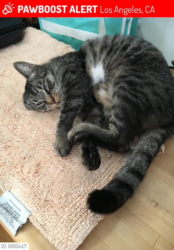 Lost Female Cat last seen 76th Place and Airport, Los Angeles, CA 90045
