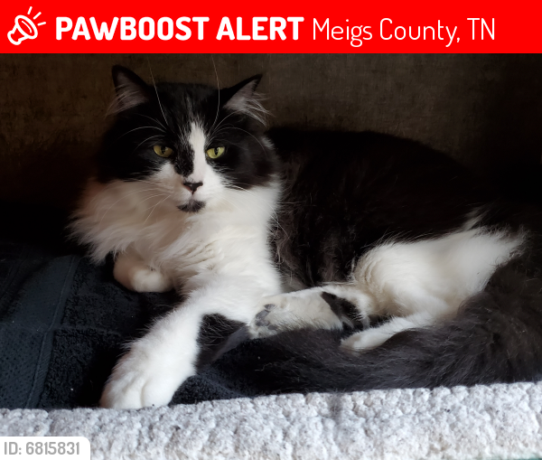 Lost Male Cat last seen Plank rd and route 58, Meigs County, TN 37322