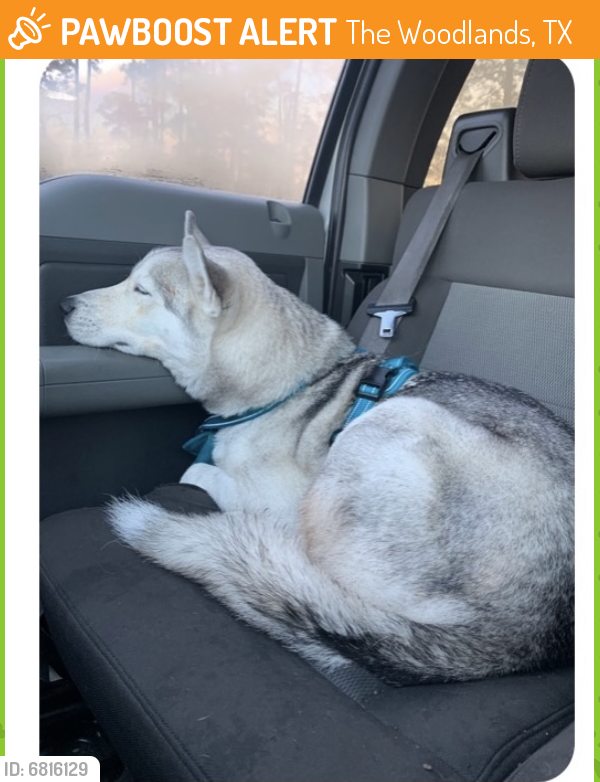 Found/Stray Male Dog last seen Panther Creek and Woodlands Parkway, The Woodlands, TX 77381