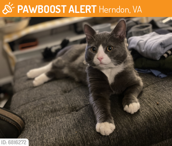 Found/Stray Male Cat last seen Bond Street , Herndon, VA 20170