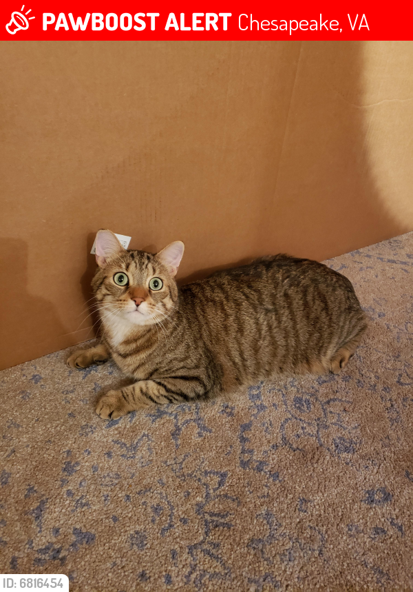 Lost Male Cat last seen Butt station Rd, Greenbriar Pkwy, and Kempsville Rd, Chesapeake, VA 23320