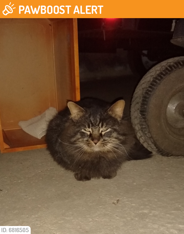 Found/Stray Male Cat last seen Frytown Rd and Route 4, Jefferson Township, OH 45417