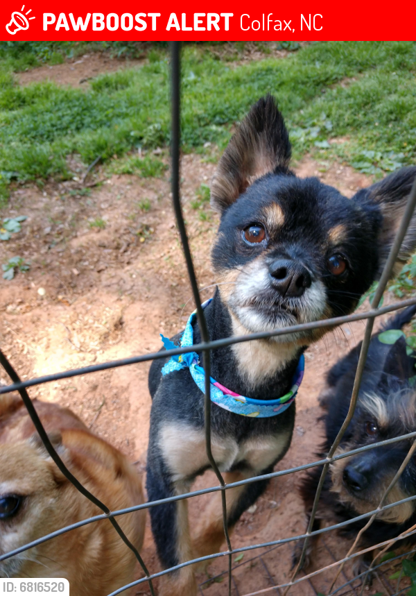 Found/Stray Unknown Dog last seen Marshall Smith and Market, Colfax, NC 27235