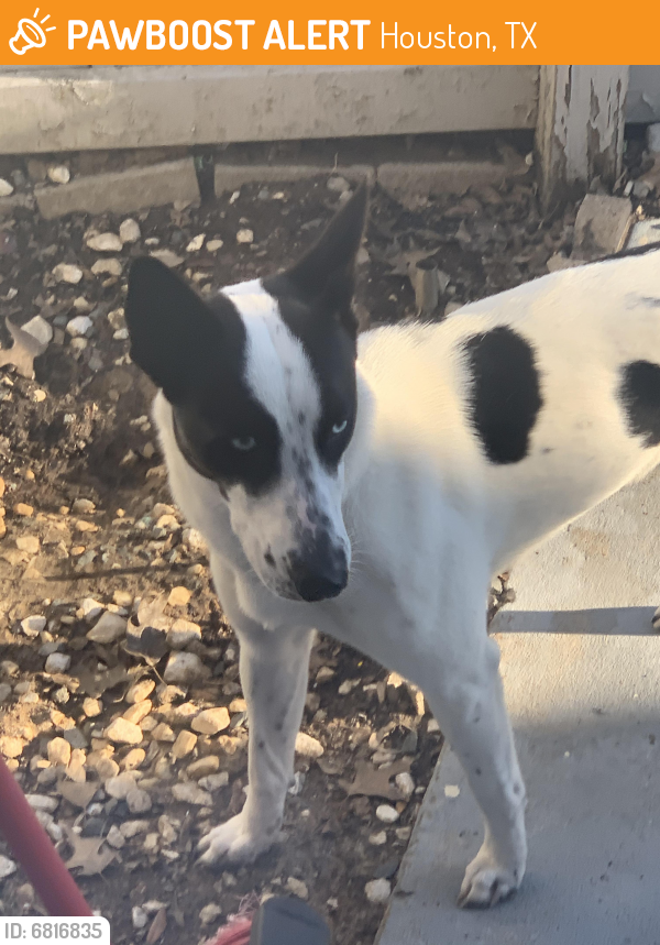 Found/Stray Female Dog last seen Near & cypress station, Houston, TX 77090