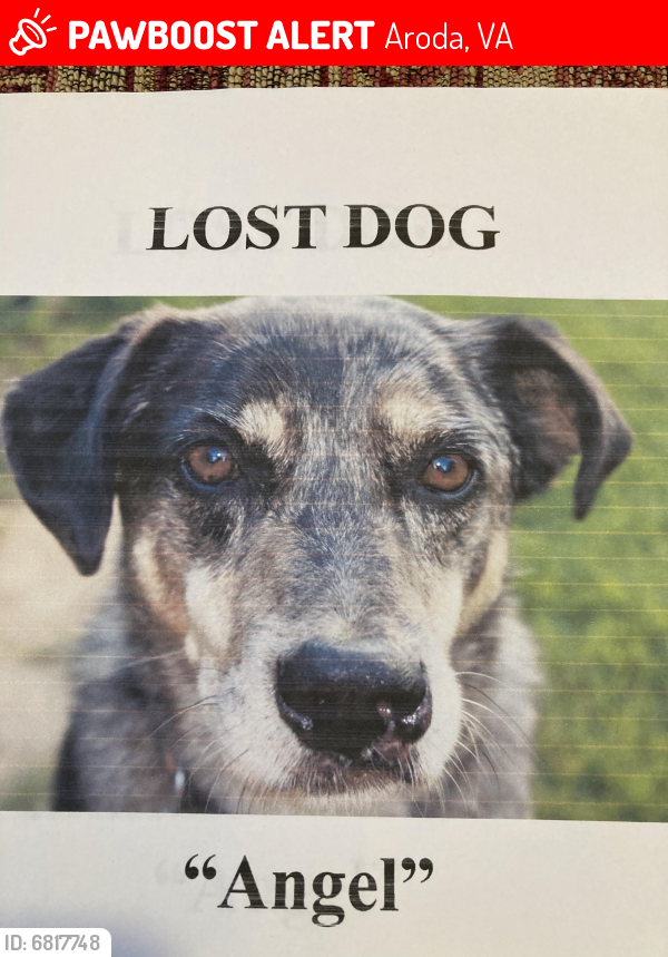 Lost Female Dog last seen Oakpark, Aroda, VA 22709