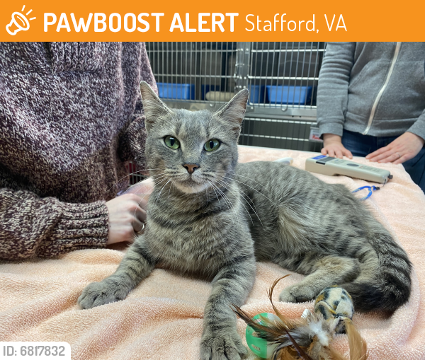 Found/Stray Female Cat last seen Venture and Wyche , Stafford, VA 22554
