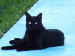 Lost Male Cat last seen SE CORNER OF BEELINE HIGHWAY AND NORTHLAKE BLVD IN ZIPCODE 33418, Lake Worth, FL 33461