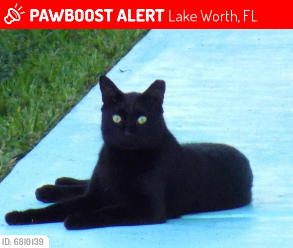 Lost Male Cat last seen SE CORNER OF BEELINE HIGHWAY AND NORTHLAKE BLVD IN ZIPCODE 33418, Lake Worth, FL 33461