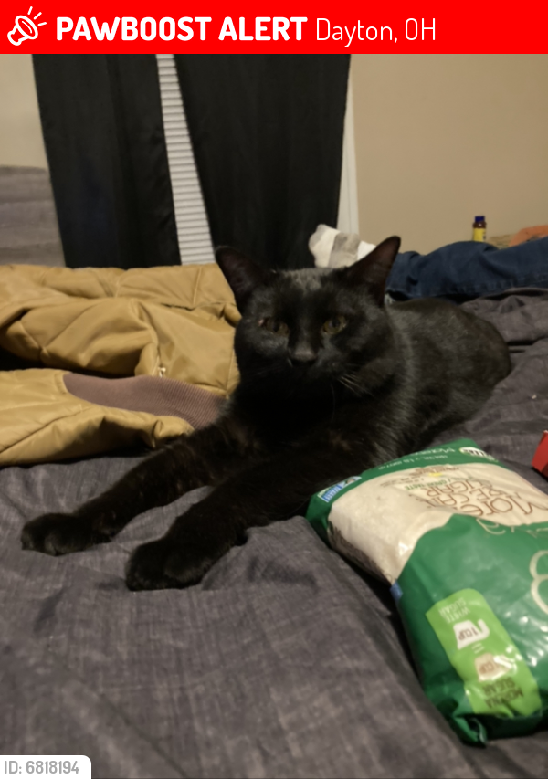 Lost Male Cat last seen Germantown and Randolph , Dayton, OH 45417