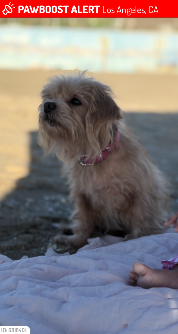 Lost Female Dog last seen Compton and 92nd , Los Angeles, CA 90002