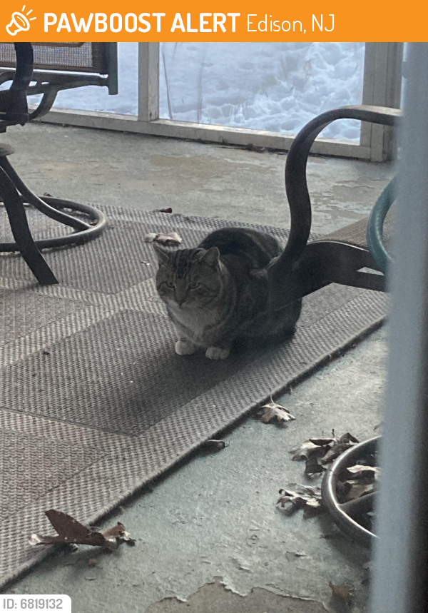 Found/Stray Unknown Cat last seen Frost Ave E and Jamaica St, Edison, NJ 08820