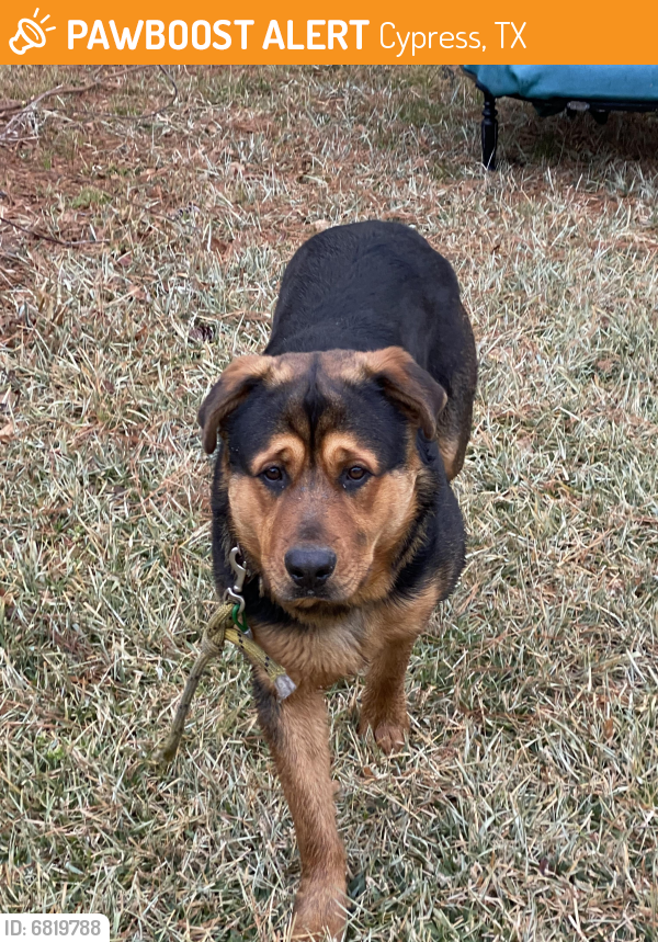 Rehomed Male Dog last seen Grant at Bourland, Cypress, TX 77429