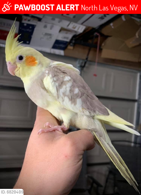 Lost Unknown Bird last seen Rome and Decatur , North Las Vegas, NV 89084