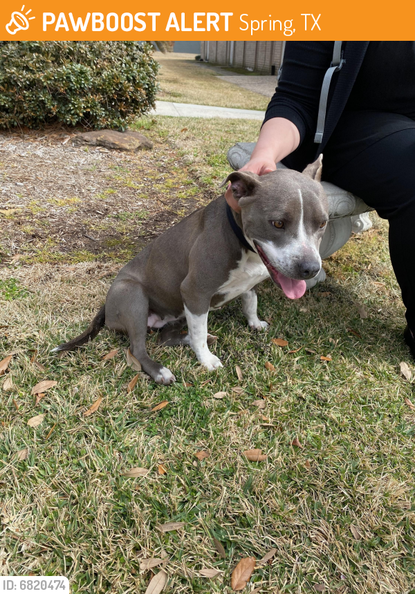 Found/Stray Female Dog last seen Louetta and Kuykendahl, Spring, TX 77388