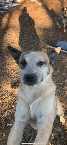 Lost Male Dog last seen County Rd 1818 (creagleville cememtary rd), Van Zandt County, TX 75140