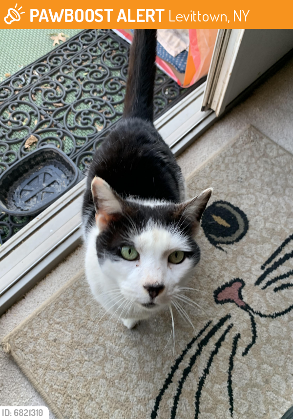 Found/Stray Male Cat last seen Meridian Road, Levittown, NY 11756