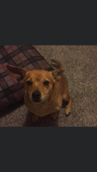 Lost Male Dog last seen S. 6 and Churchman Ave., Beech Grove, IN 46107