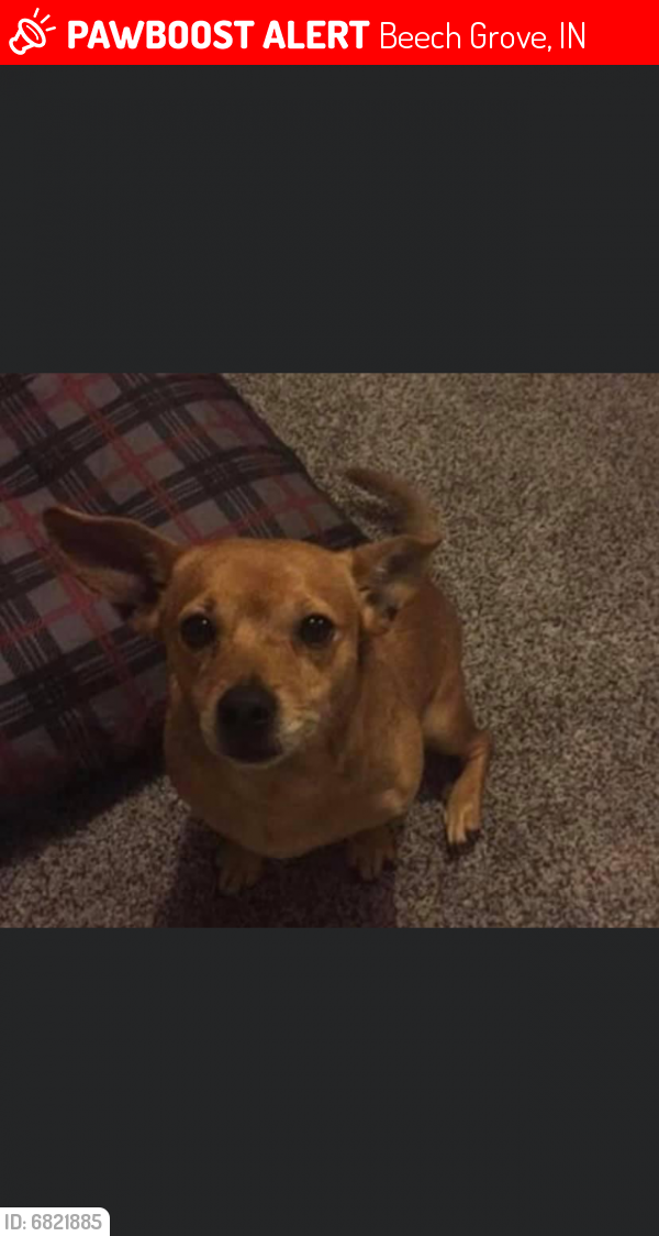 Lost Male Dog last seen S. 6 and Churchman Ave., Beech Grove, IN 46107