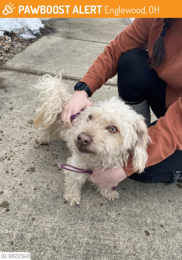 Found/Stray Male Dog last seen Bancroft Apartments, Englewood, OH 45322