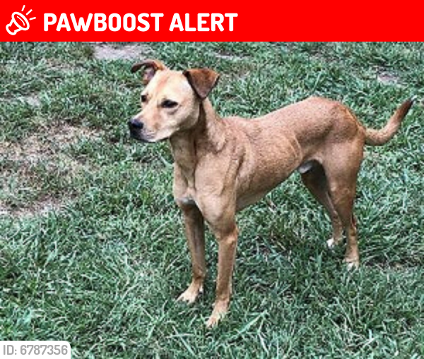 Lost Male Dog last seen  on Old Switzer Rd. along  the end near the historical Price House in Woodruff S.C, Spartanburg County, SC 29388