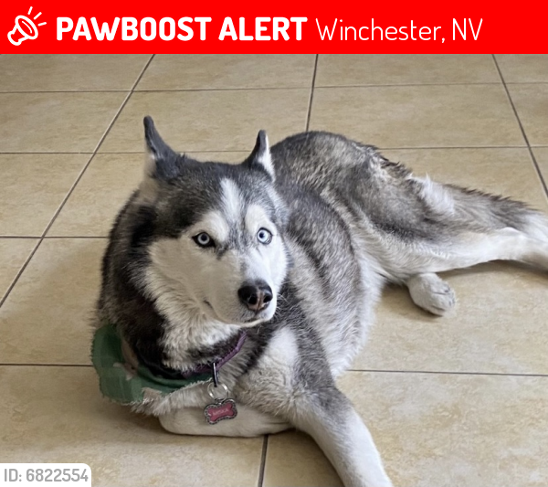 Lost Female Dog last seen Desert Inn & Pecos-McCloud, Winchester, NV 89121