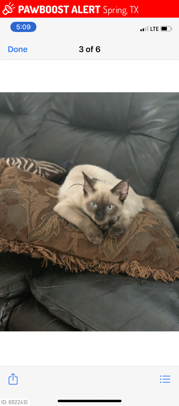 Lost Male Cat last seen Primerose and Roseville , Spring, TX 77389