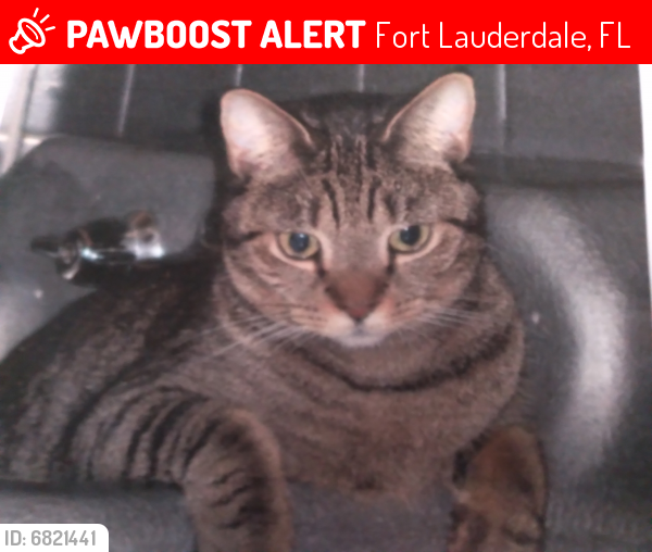 Lost Female Cat last seen SW 31st and  9th av Ft. Lauderdale , Fort Lauderdale, FL 33315