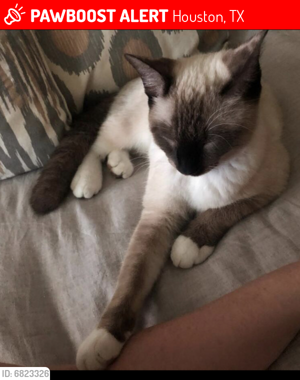 Lost Male Cat last seen Willow Fairway section of Stone Gate, Houston, TX 77095
