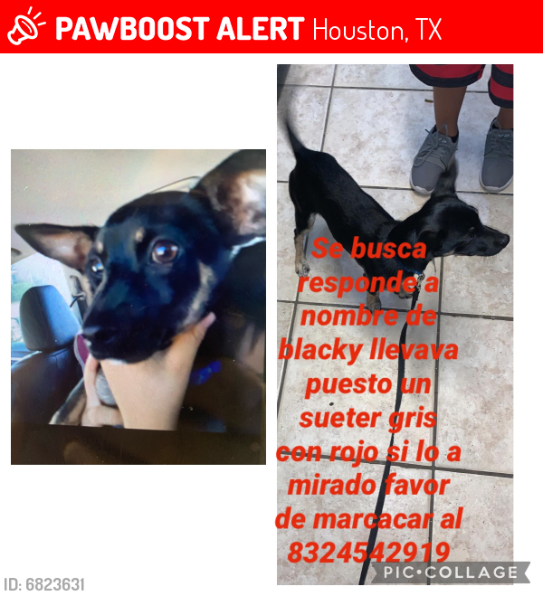 Lost Male Dog last seen Airtex y 45 norte, Houston, TX 77073