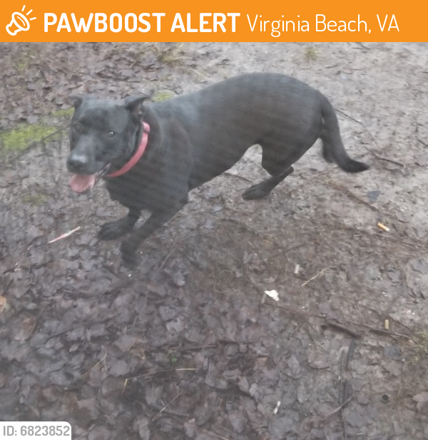 Found/Stray Male Dog last seen Skyhawk circle , Virginia Beach, VA 23454