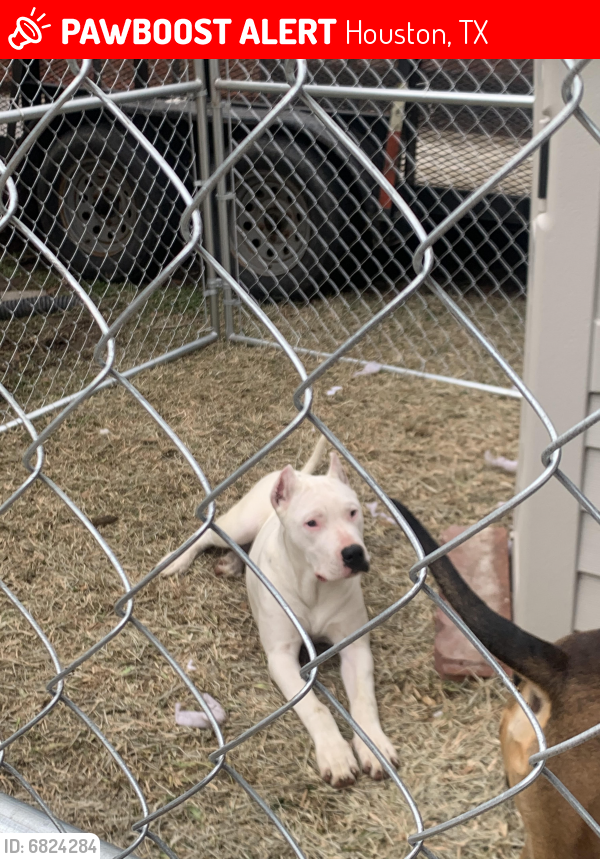 Lost Female Dog last seen Near , Houston, TX 77068